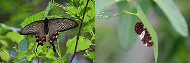 姫路市の蝶である「ジャコウアゲハ」を増やすプロジェクトに賛同し、大切な命を育てています。
